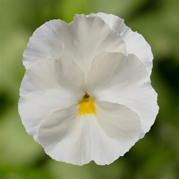 50 Pansy Seeds Pansy Delta Pro Clear White Pansies