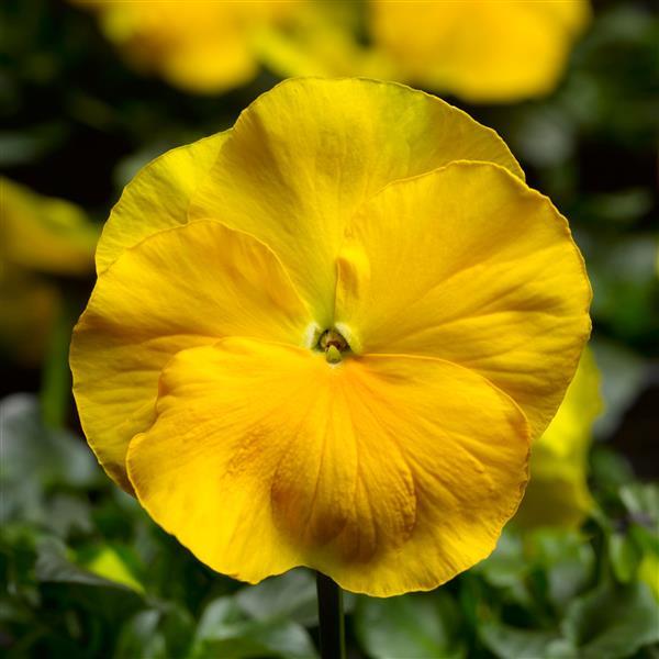 50 Pansy Seeds Pansy Delta Pro Clear Yellow Pansies