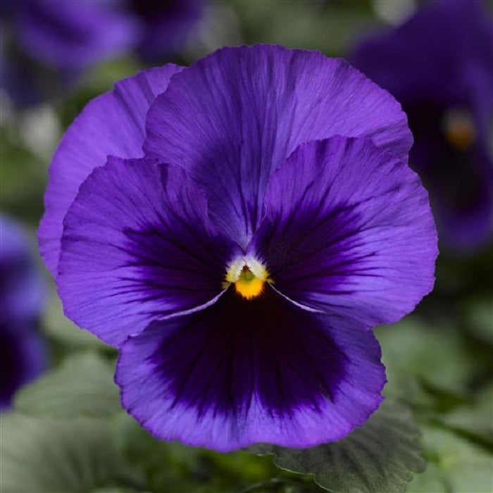 50 Pansy Seeds Pansy Delta Pro Deep Blue Blotch Pansies