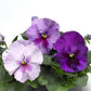 50 Pansy Seeds Pansy Delta Pro Lavender Blue Shades