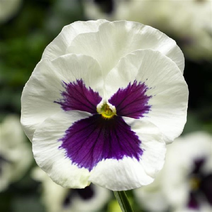 Pansy Seeds | Delta Pro Pansy White Blotch | Pansies