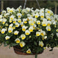 25 Pansy Seeds Freefall™ Cream Trailing Pansy