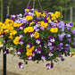 25 Pansy Seeds Freefall™ Mix Trailing Pansy