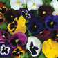 50 Pansy Seeds Pansy Mammoth Mix