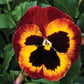 50 Pansy Seeds Pansy Mammoth On Fire