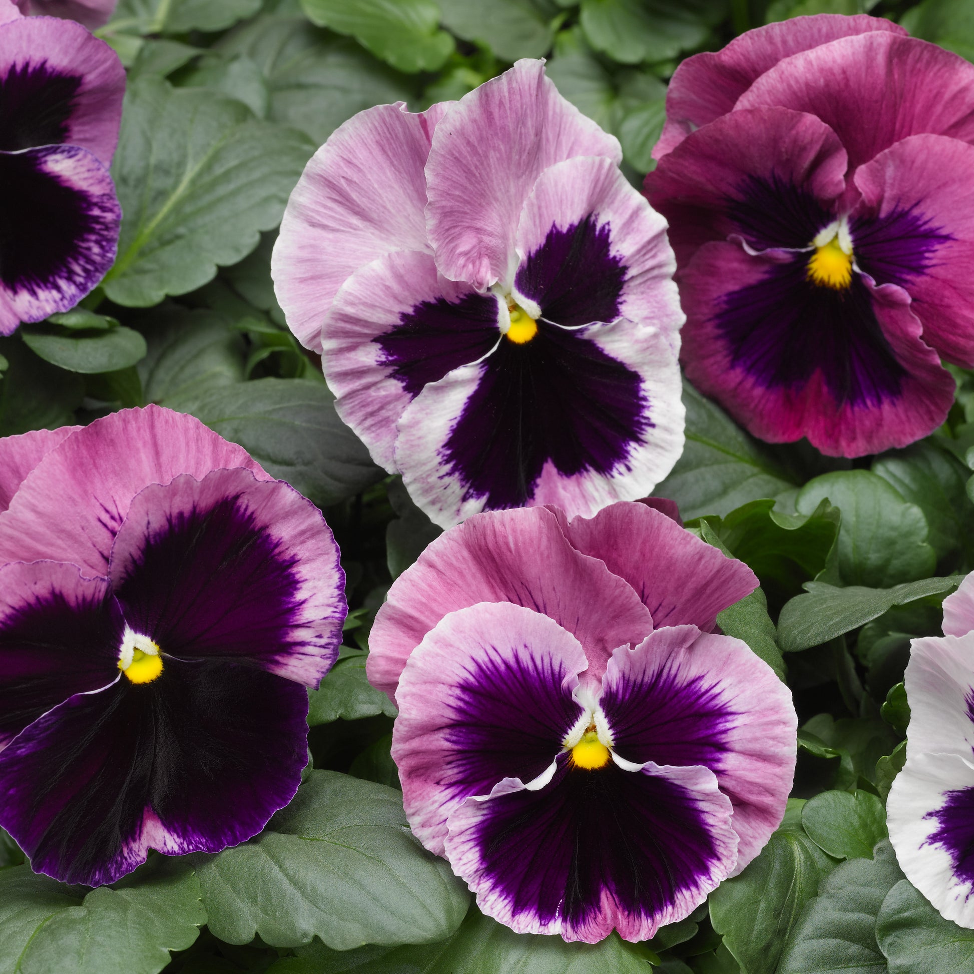 Pansies 50 Pansy Seeds Pansy Mammoth Pink Berry