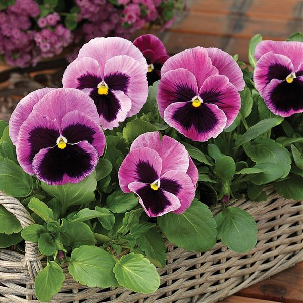 Pansies 50 Pansy Seeds Pansy Mammoth Pink Berry