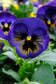 25 Pansy Seeds Matrix Midnight Glow Flower Seeds