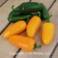 50 Hot Pepper Seeds Pepper Spice Pumpkin