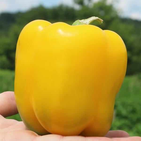 25 Sweet Canyon Yellow Pepper Seeds