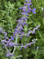 25 Perovskia Blue Steel Russian Sage Seeds Perennial Seeds