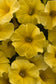 100 Pelleted Seeds Petchoa Caliburst™ New Variety