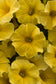 25 Pelleted Seeds Petchoa Caliburst™ New Variety