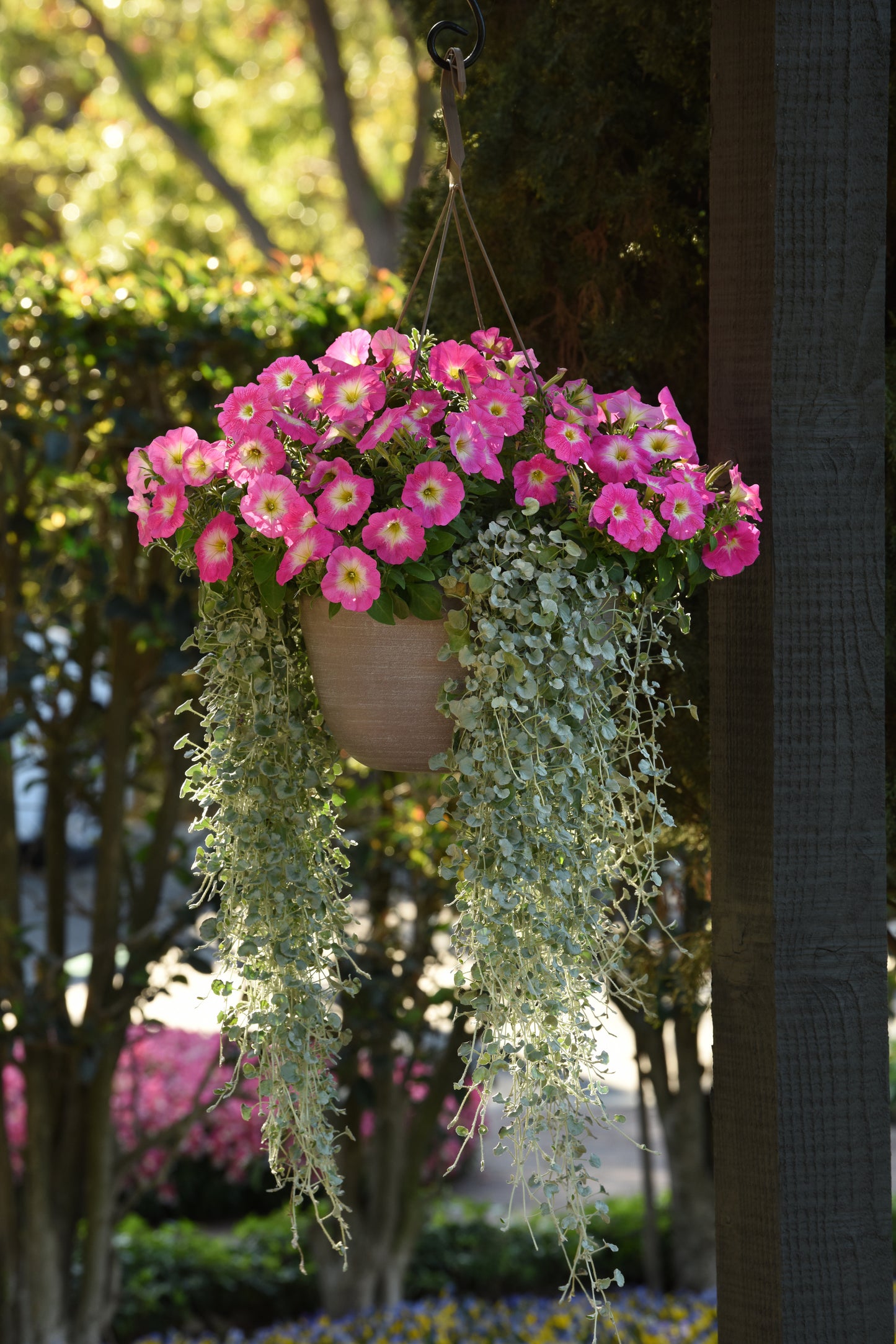 Petunia Seeds E3 Easy Wave ® Rose Morn 25 Pelleted Seeds