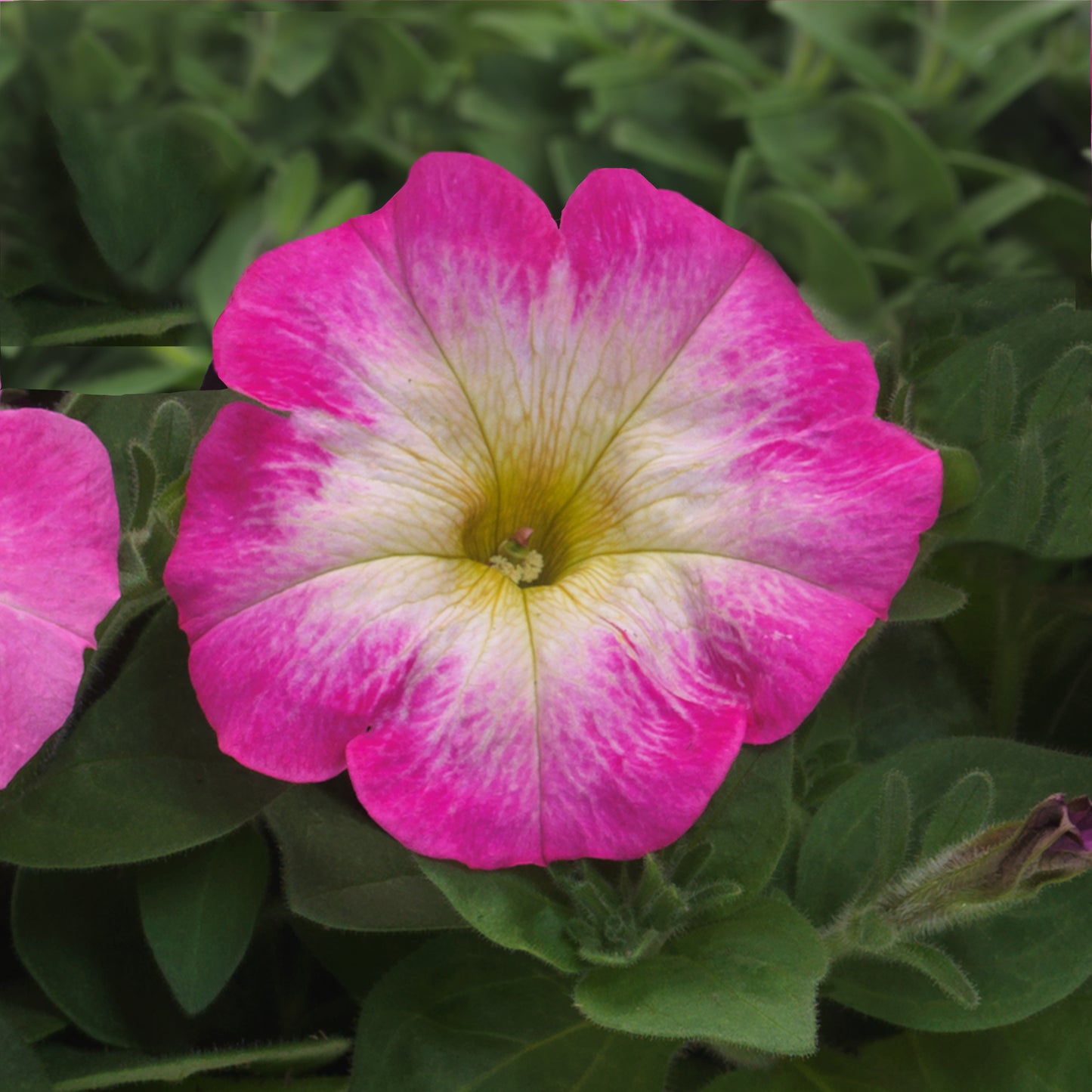 Petunia Seeds E3 Easy Wave ® Rose Morn 25 Pelleted Seeds