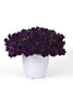 25 Pelleted Petunia Seeds Easy Wave Navy Velour