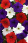 Petunia Seeds E3 Easy Wave® Red White Blue Mix 25 Pelleted Seeds