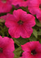 25 Pelleted Petunia Seeds Easy Wave Rose