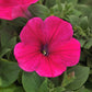 25 Pelleted Petunia Seeds Easy Wave Rose