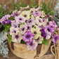 Flower Seeds 50 Pelleted Petunia Seeds Shake Blueberry