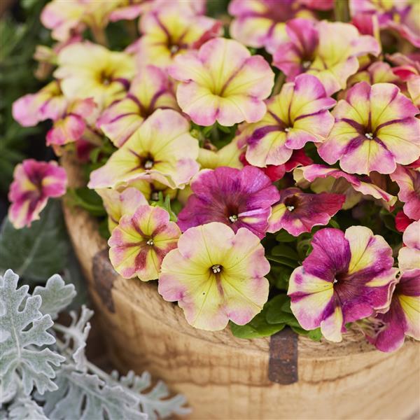 Flower Seeds 50 Pelleted Petunia Seeds Shake Raspberry