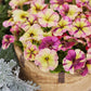 Flower Seeds 50 Pelleted Petunia Seeds Shake Raspberry