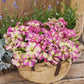 Flower Seeds 50 Pelleted Petunia Seeds Shake Strawberry