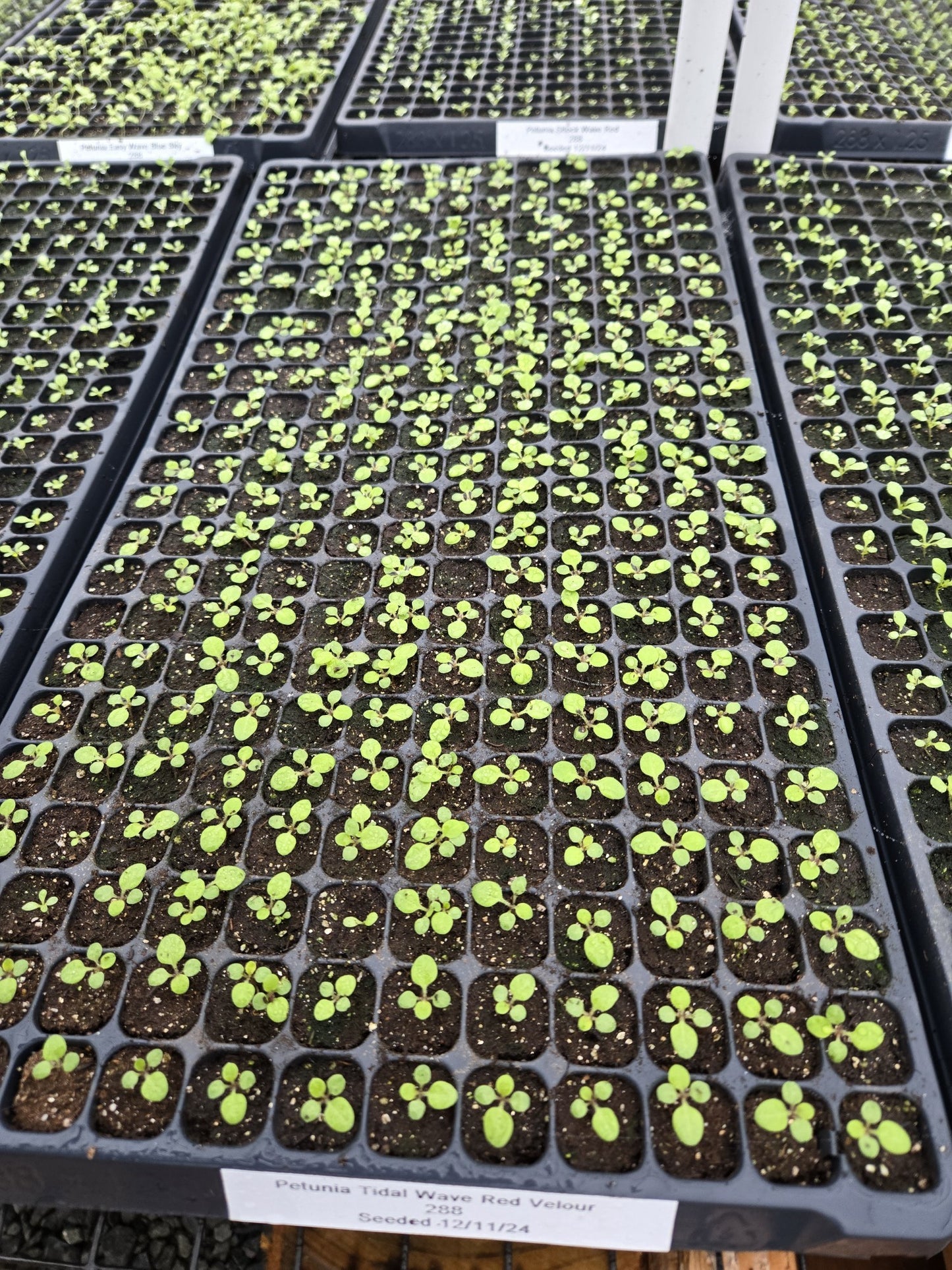 Petunias Tidal Wave Red Velour 15 thru 100 Pelleted Petunia Seeds