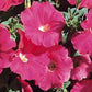 Petunia Seeds Carpet Rose 50 Pelleted Petunias