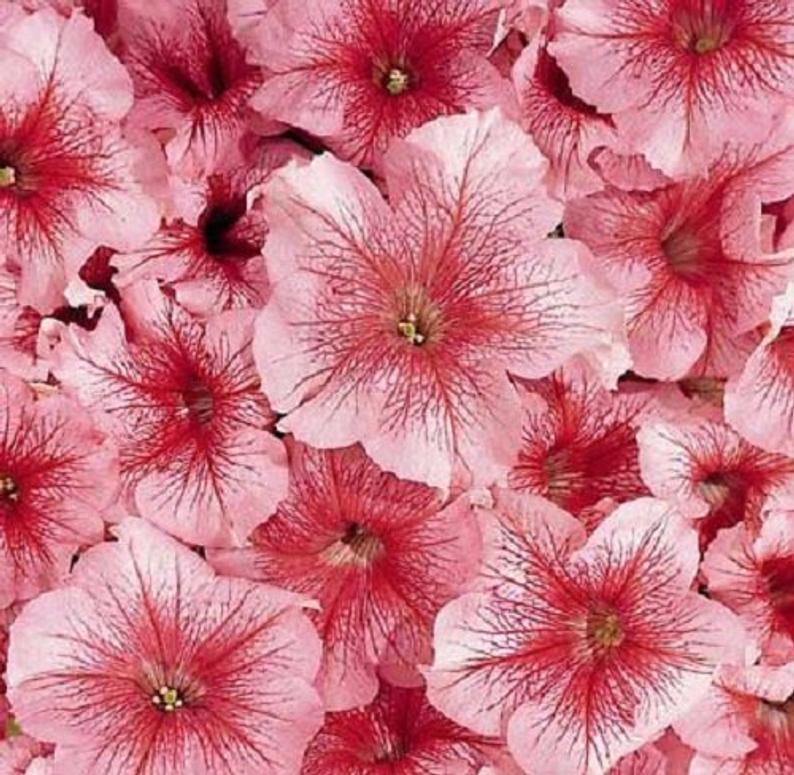 50 thru 1,000 Pelleted Petunia Seeds Celebrity Peach Ice