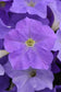 Petunia Seeds E3 Easy Wave® Blue Sky 100 Pelleted Seeds