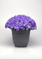 Petunia Seeds E3 Easy Wave® Blue Sky 100 Pelleted Seeds