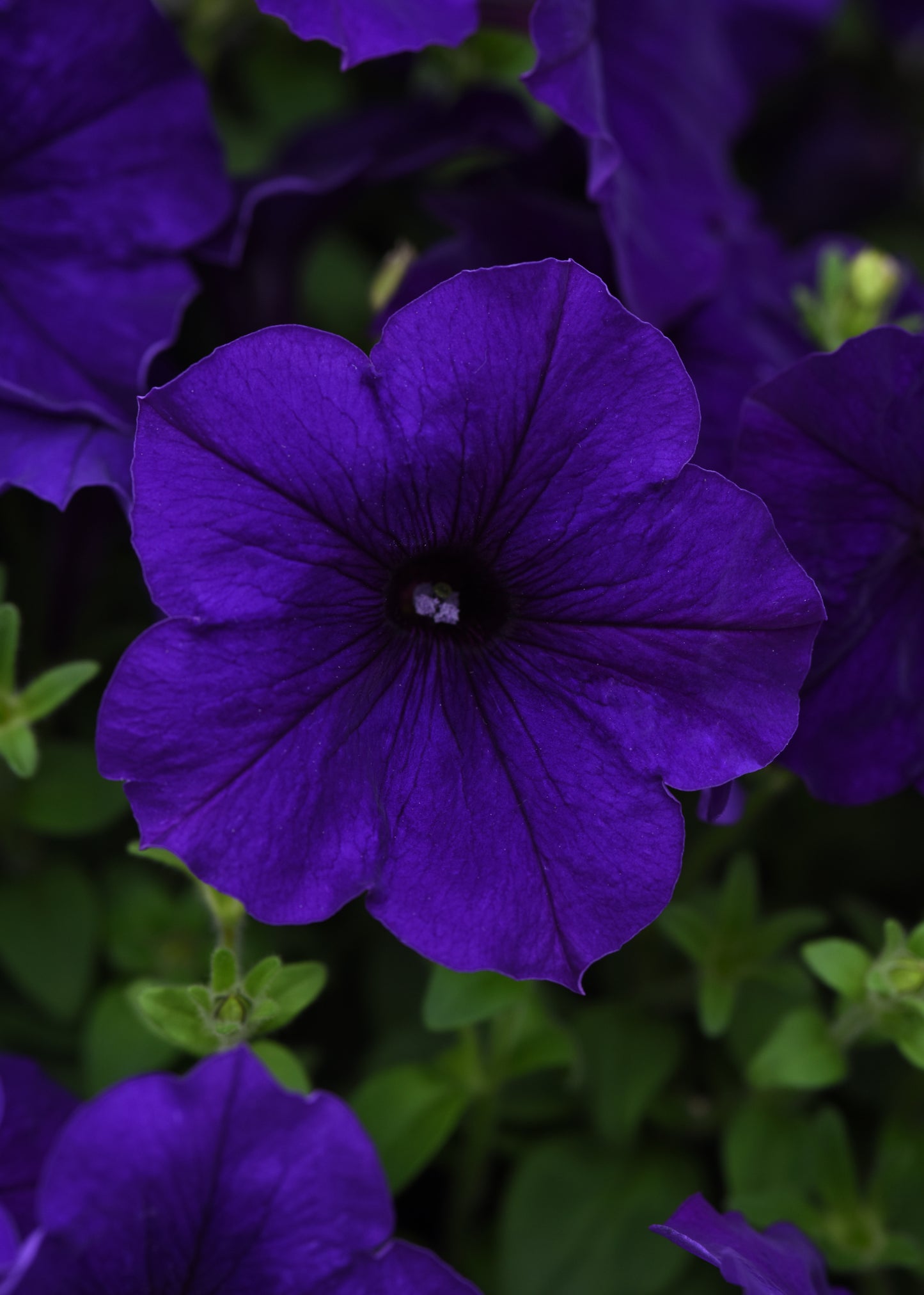 Petunia Seeds E3 Easy Wave® Blue 25 Pelleted Seeds