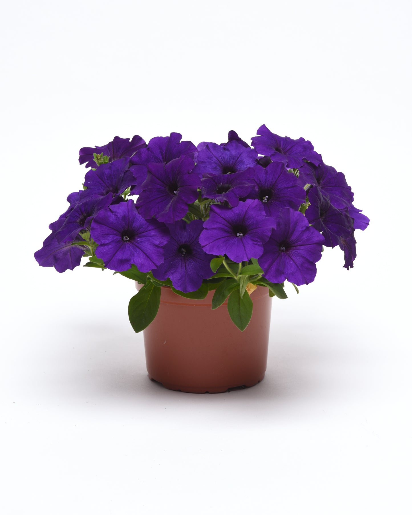 Petunia Seeds E3 Easy Wave® Blue 25 Pelleted Seeds