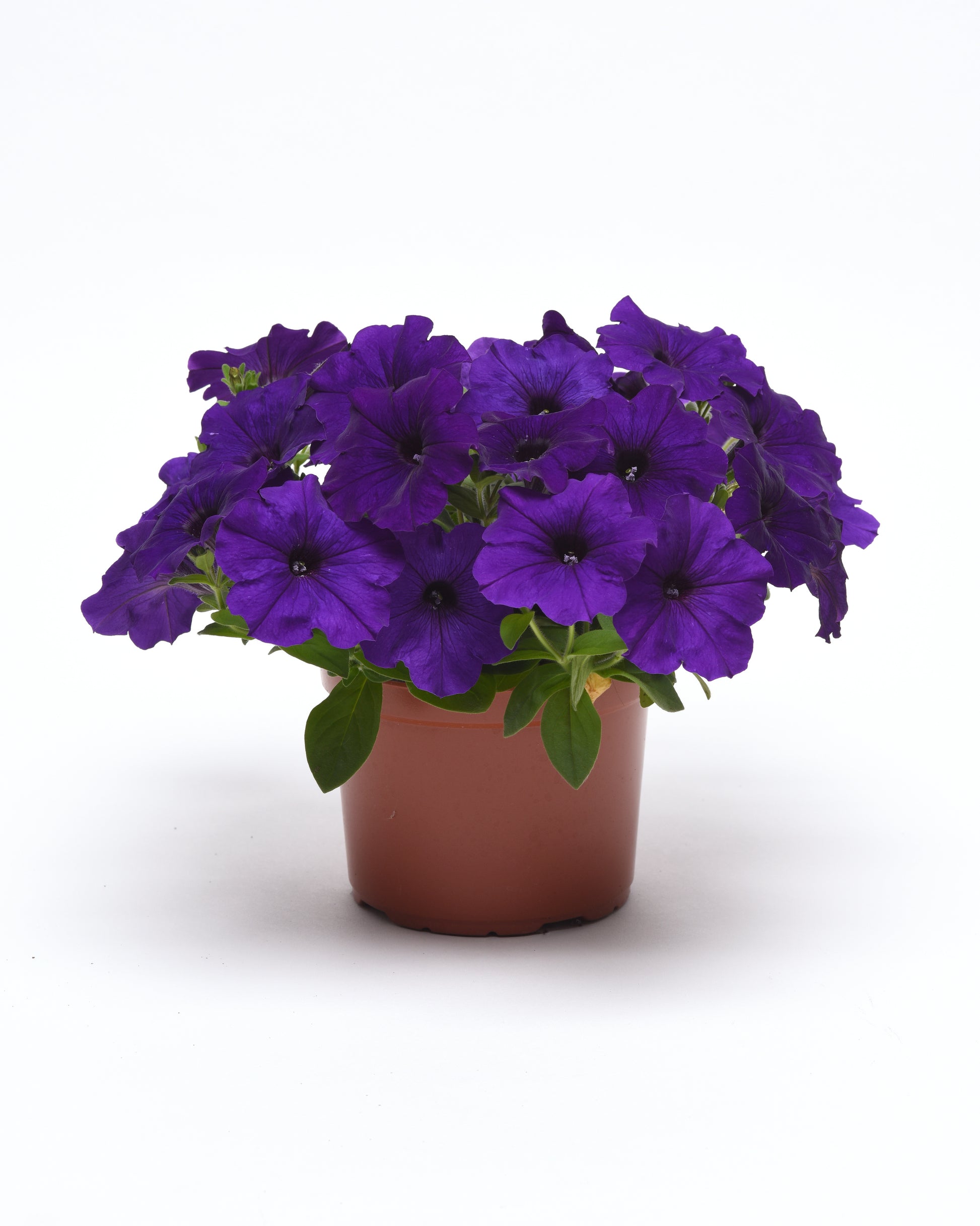 Petunia Seeds E3 Easy Wave® Blue 25 Pelleted Seeds