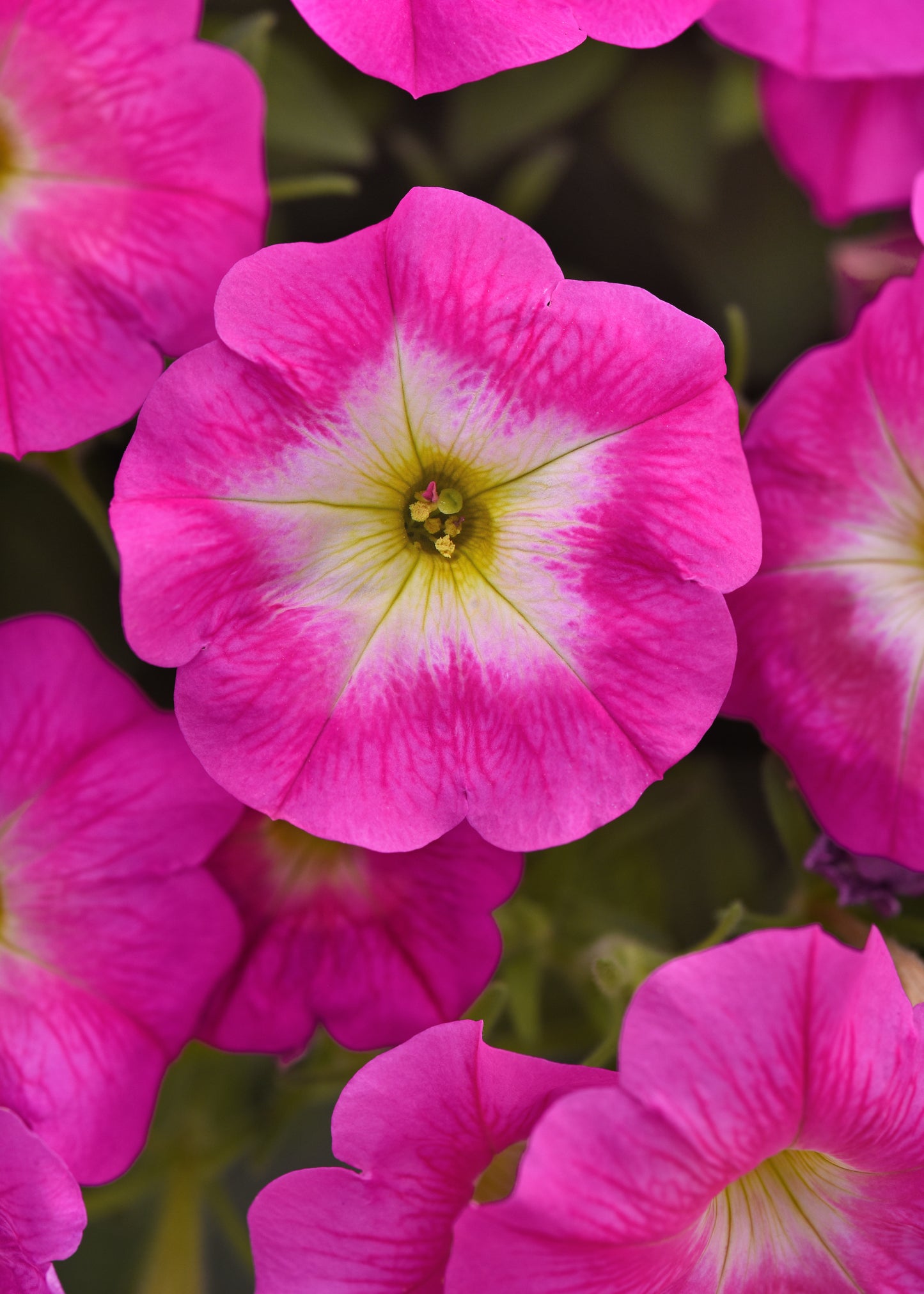 Petunia Seeds E3 Easy Wave ® Rose Morn 25 Pelleted Seeds