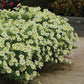 Petunia Seeds E3 Easy Wave® Yellow 25 Pelleted Seeds