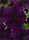 25 Pelleted Petunia Seeds Easy Wave Navy Velour