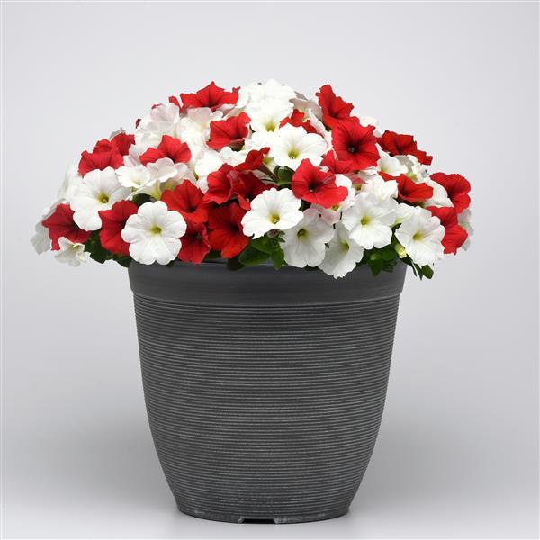 Petunia Seeds E3 Easy Wave® Peppermint Mix 100 Pelleted Seeds