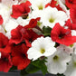 Petunia Seeds E3 Easy Wave® Peppermint Mix 25 Pelleted Seeds