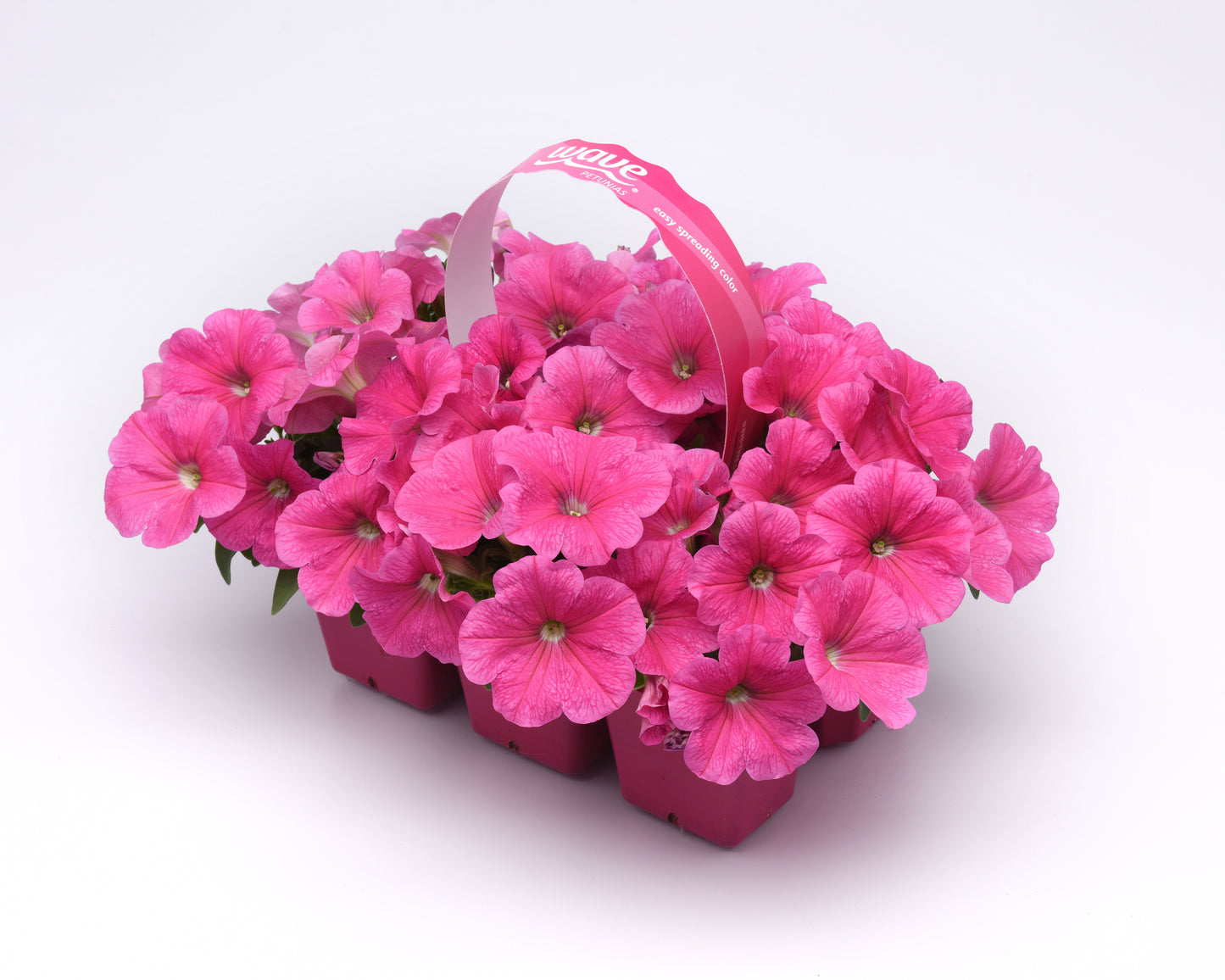 Petunia Seeds E3 Easy Wave® Pink Cosmos 100 Pelleted Seeds