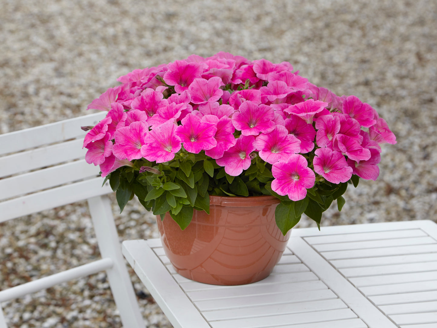 Petunia Seeds E3 Easy Wave® Pink Cosmos 100 Pelleted Seeds