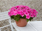 Petunia Seeds E3 Easy Wave® Pink Cosmos 100 Pelleted Seeds