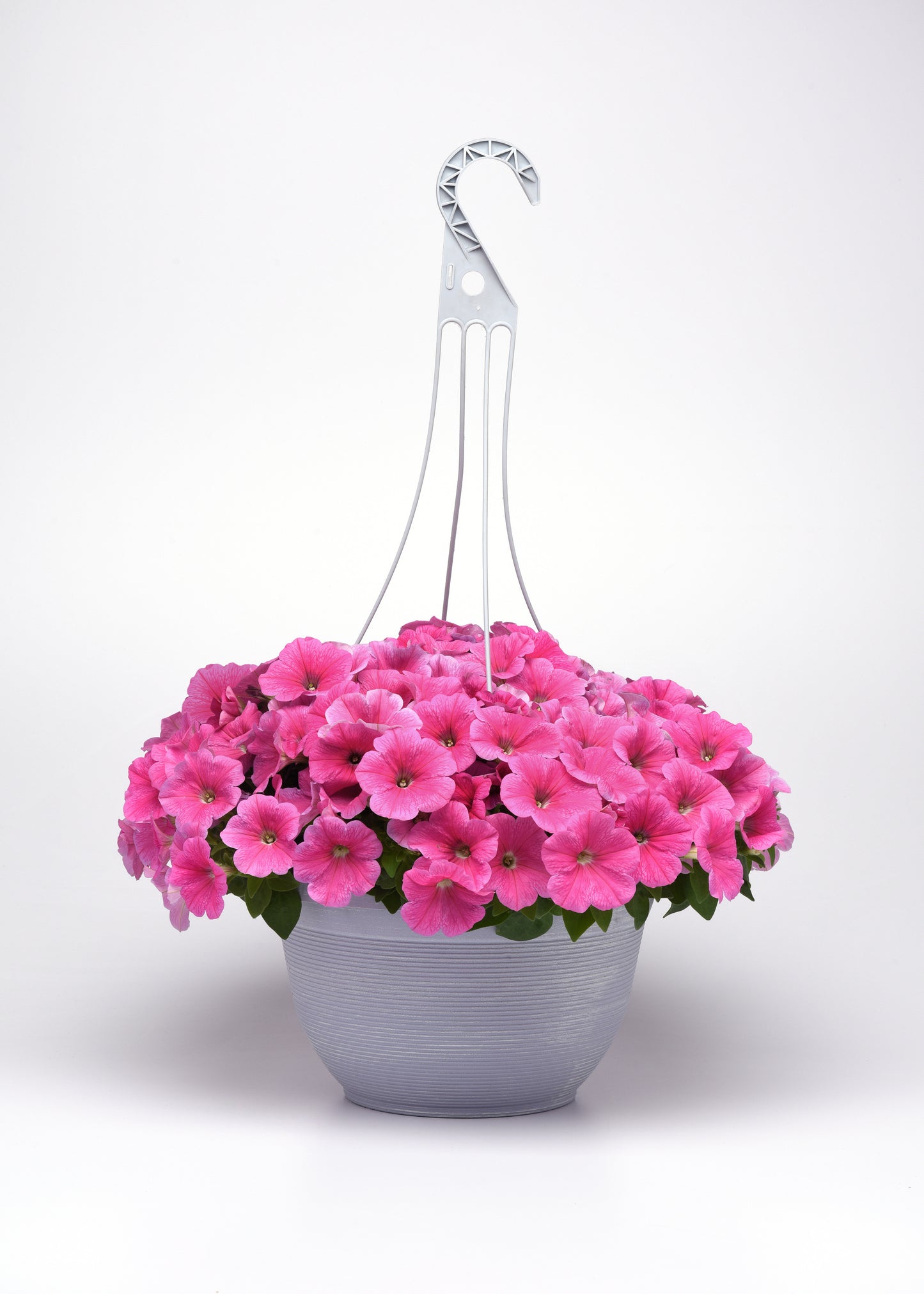 Petunia Seeds E3 Easy Wave® Pink Cosmos 100 Pelleted Seeds