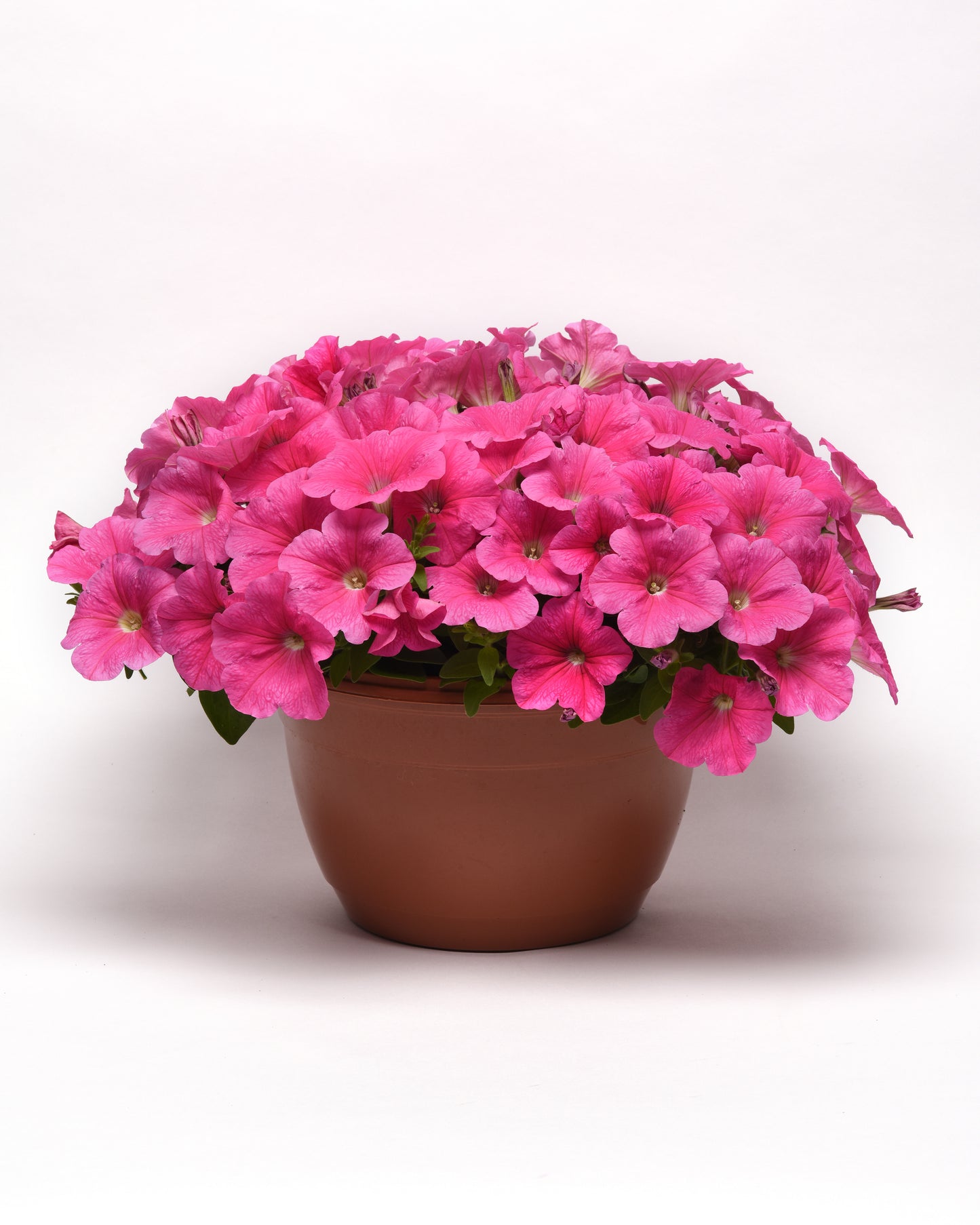 Petunia Seeds E3 Easy Wave® Pink Cosmos 100 Pelleted Seeds