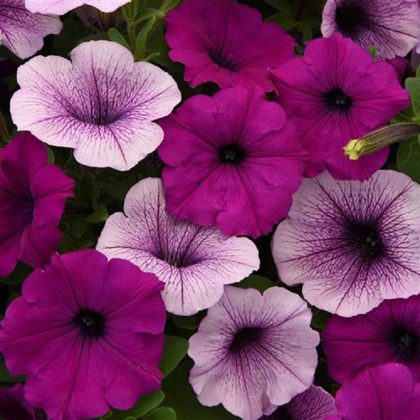 15 thru 100 Pelleted Petunia Seeds Easy Wave Plum Pudding Mix