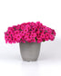 25 Pelleted Petunia Seeds Easy Wave Rose