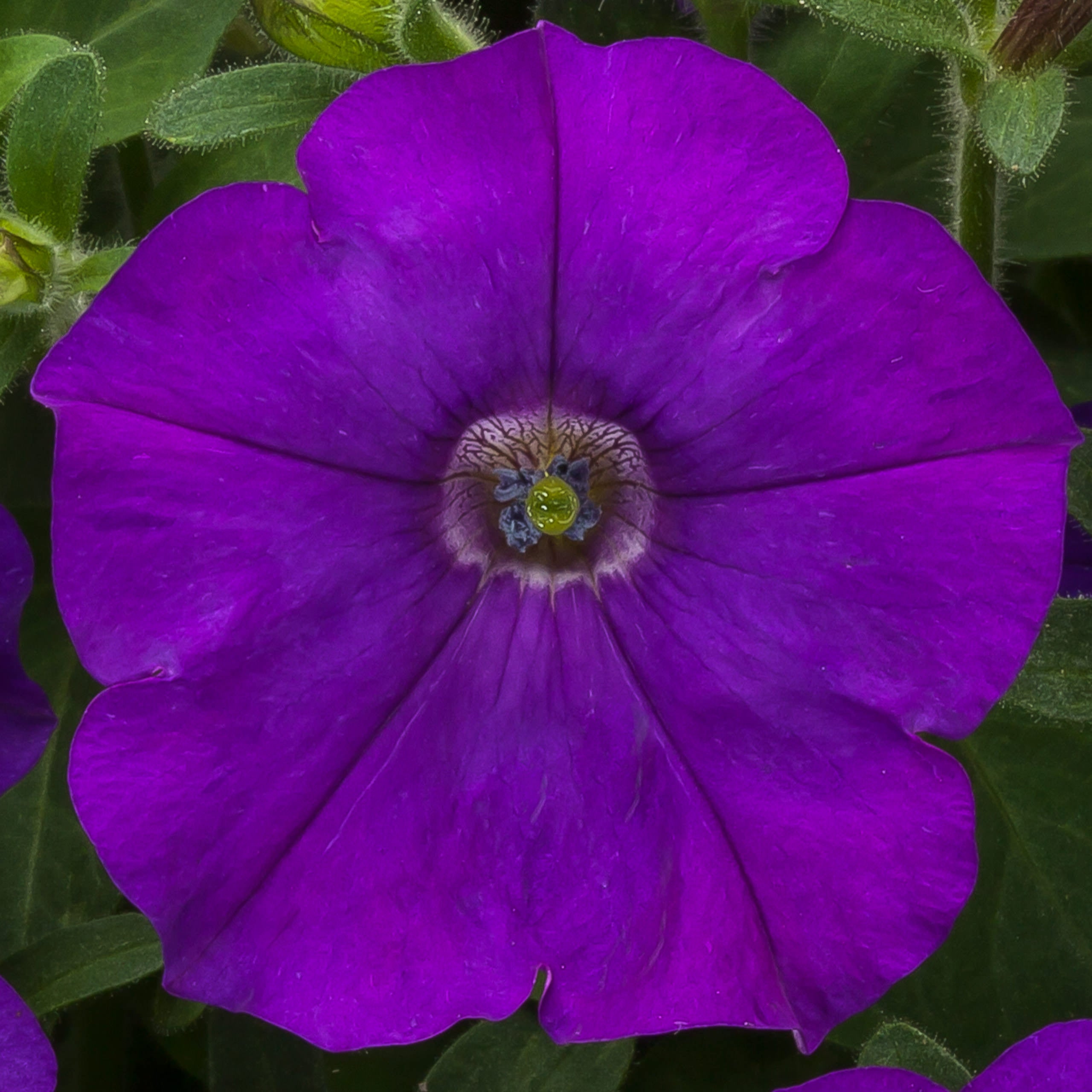 Annual Flower Seeds | Petunia Flashforward Blue | Petunias