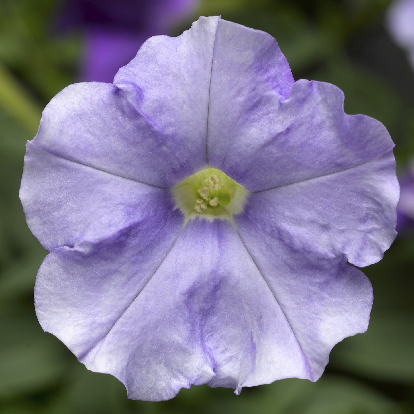 Petunia Seeds Petunia Flashforward Blue Sky 25 Pelleted Seeds