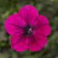 Petunia Seeds Petunia Flashforward Burgundy 25 Pelleted Seeds